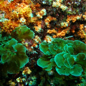 Catalina_algae