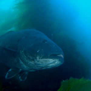 Giant Black Sea Bass