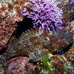 Scorpionfish_Farnsworth