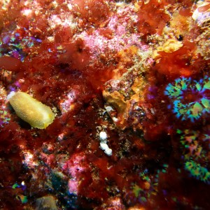 White_spotted_Dorid