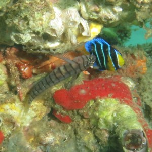tiger goby and juvenile blue angle