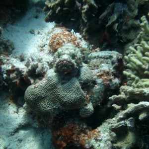 Scorpionfish