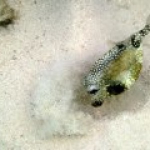 Smooth Trunkfish looking for lunch