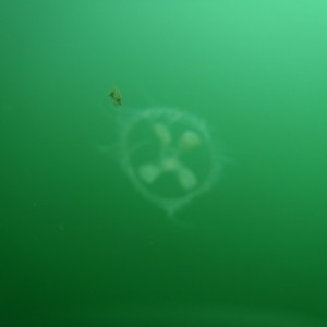 Freshwater Jellyfish