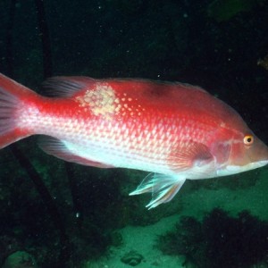Male Pigfish