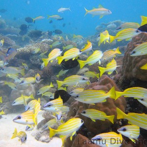 Juvenile blue-striped snapper