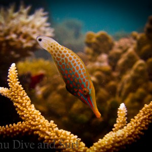 Harlequin Filefish