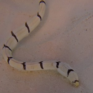 Banded snake eel on the prowl