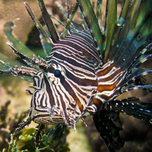The same lionfish as the juvenile black one