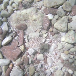 Spot_the_flounder