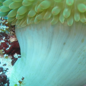 Shrimp and anemone
