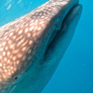 Whale shark coming up