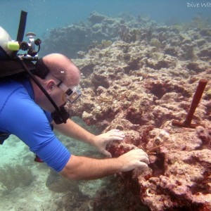 Coral Restoration Dives, Key Largo, FL