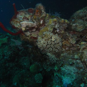 roitan sept 2011 2nd dive 50 ft max coco view