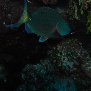 roitan sept 2011 2nd dive 50 ft max coco view