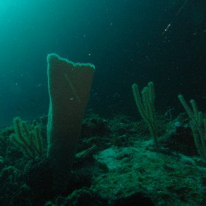 roitan sept 2011 2nd dive 50 ft max coco view