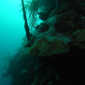 roitan sept 2011 2nd dive 50 ft max coco view