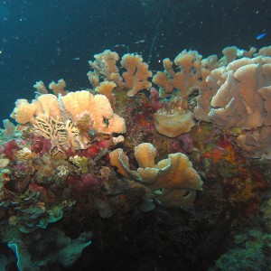 roitan sept 2011 2nd dive 50 ft max coco view