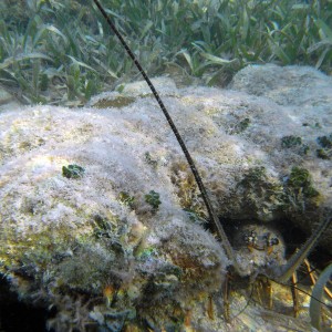 roitan sept 2011 2nd dive 50 ft max coco view