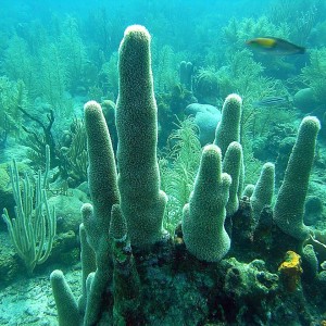 roitan sept 2011 2nd dive 50 ft max coco view
