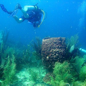 roitan sept 2011 2nd dive 50 ft max coco view