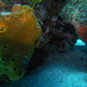 roitan sept 2011 2nd dive 50 ft max coco view