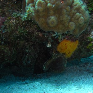 roitan sept 2011 2nd dive 50 ft max coco view