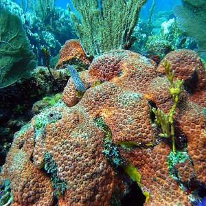 roitan sept 2011 2nd dive 50 ft max coco view