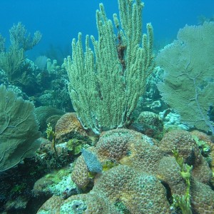 roitan sept 2011 2nd dive 50 ft max coco view