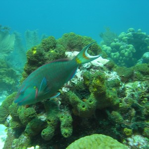 roitan sept 2011 2nd dive 50 ft max coco view
