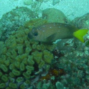 roitan sept 2011 2nd dive 50 ft max coco view