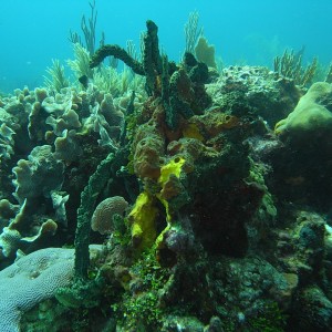 roitan sept 2011 2nd dive 50 ft max coco view