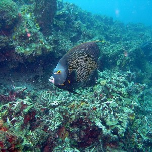 roitan sept 2011 2nd dive 50 ft max coco view