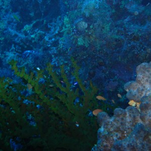 palau diving with Bart