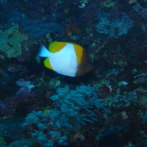 palau diving