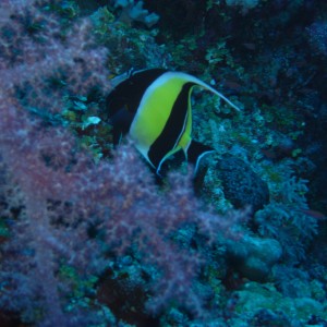 palau diving, pacific rim resort