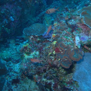 palau , outside reef , giant clams,big eye johns , damsels