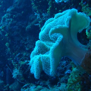 palau diving