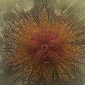 Radiant sea urchin