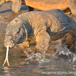 KOMODO_2012_95_copia