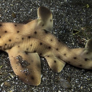 Horn Shark