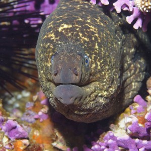 California Moray Eel