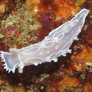 Tritonia festiva nudibranch