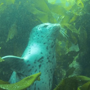 Harbor Seal