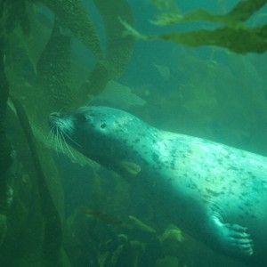 Harbor Seal