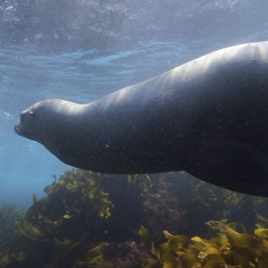 Sea Lion