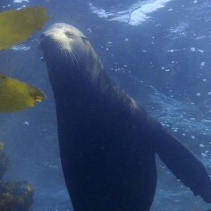 Sea Lion