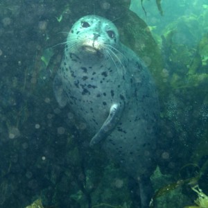 Harbor Seal