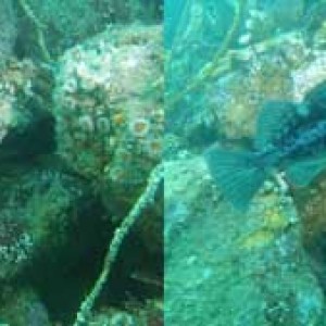 Dive-308-rockfish