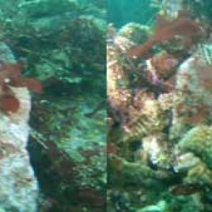 greenling-and-starfish